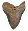 Bargain, Fossil Megalodon Tooth #89045-1